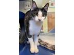 Adopt Simone a Calico
