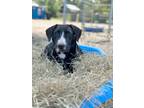 Adopt Bahti a Golden Retriever, Labrador Retriever