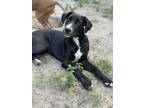 Adopt Rio a Golden Retriever, Labrador Retriever