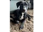 Adopt Elvie a Golden Retriever, Labrador Retriever
