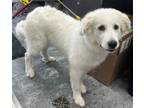 Adopt Juneau a Great Pyrenees