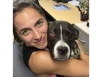Adopt Little Emma a Boxer