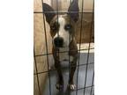 Adopt Ruby (Thursday) a Pit Bull Terrier, Mixed Breed