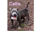 Adopt Callie (3020 w short 13th) a Pit Bull Terrier