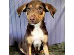Adopt Puffer a Australian Shepherd, Labrador Retriever