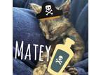 Adopt Matey a Domestic Short Hair
