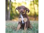 Adopt Snail a Australian Shepherd, Labrador Retriever