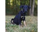 Adopt Octopus a Australian Shepherd, Labrador Retriever