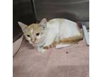 Adopt Venus Williams a Domestic Short Hair