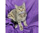 Adopt Amelie a Domestic Short Hair