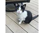 Adopt Trinity a Domestic Short Hair
