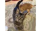 Adopt Darcy a Domestic Short Hair