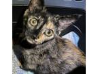 Adopt Lucy a Domestic Short Hair