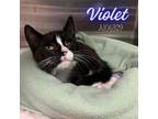 Adopt Violet a Domestic Short Hair