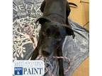 Adopt Zoey a Pit Bull Terrier