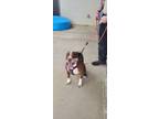 Adopt Cocoa** a Pit Bull Terrier
