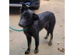 Adopt Minnie a Australian Shepherd, Mixed Breed