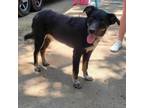 Adopt Maci a Australian Shepherd, Mixed Breed