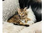 Adopt Gladiolus a Domestic Short Hair
