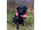 Adopt Larkyn a Australian Shepherd