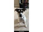 Adopt Daphne a Rat Terrier