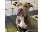 Adopt Baby Girl a American Staffordshire Terrier