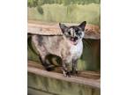 Adopt Oksana a Domestic Medium Hair