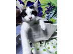 Adopt Glee a Domestic Short Hair
