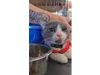 Adopt EDC (festival litter) a Russian Blue, Domestic Short Hair