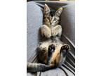 Adopt Kelpy a Domestic Medium Hair, Tabby