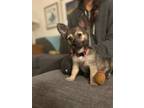Adopt Ginny [G&G litter] a Papillon
