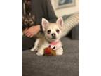Adopt Max [G&G litter] a Papillon