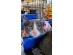 Adopt Coachella (festival litter) a Russian Blue, Domestic Short Hair