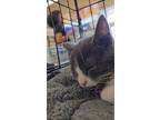 Adopt Outsidelands (festival litter) a Russian Blue, Domestic Short Hair