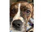 Adopt Cherry a Pit Bull Terrier
