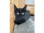 Adopt Pebbles a Domestic Medium Hair