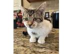 Adopt Daphne a Domestic Short Hair