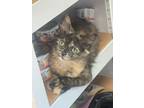 Adopt Harmony a Domestic Long Hair