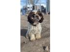 Adopt Muffin a Cocker Spaniel