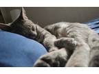 Adopt Silverstream a Tabby