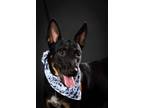 Adopt Suerte a Mixed Breed