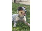 Adopt Charlotte a Australian Cattle Dog / Blue Heeler
