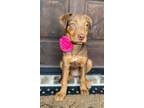 Adopt Poppy a Australian Shepherd