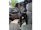Adopt Ava a Labrador Retriever, Husky