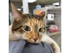 Adopt Chloe Bell a Domestic Short Hair
