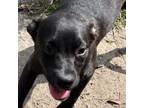 Adopt Quail a Mixed Breed
