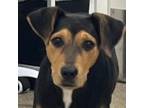 Adopt Pippa a Labrador Retriever