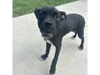 Adopt Pheasant a Mixed Breed
