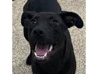 Adopt Kate a Labrador Retriever