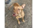Adopt Peony a Catahoula Leopard Dog, Pharaoh Hound